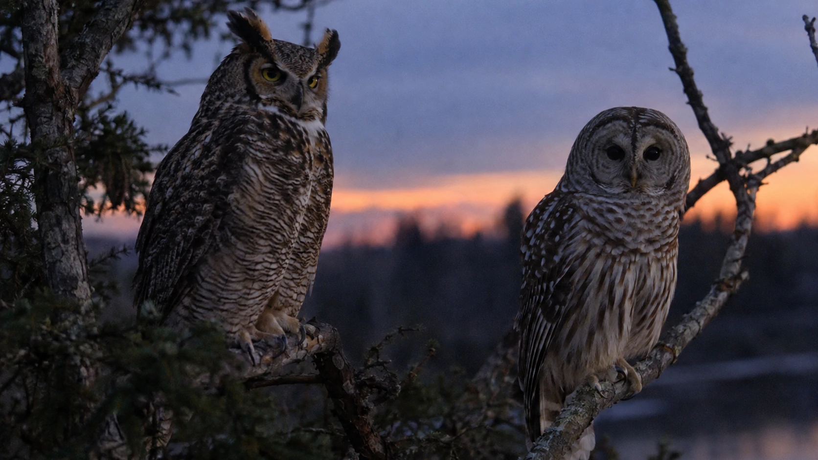 Quelle différence entre le hibou et la chouette ?