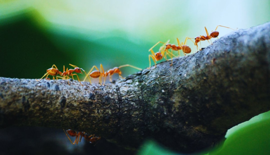 une-main-tenant-un-spray-anti-fourmis-prete-a-se-debarrasser-de-ces-nuisibles