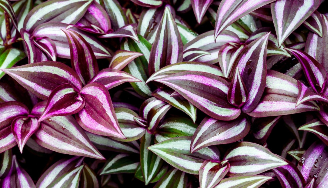 Une Tradescantia, aussi connue sous le nom de misère, est une plante d'intérieur élégante et facile d'entretien. Ses feuilles ornementales apportent une touche de verdure et de style à n'importe quelle pièce.