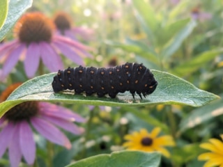 Une chenille noire avec des points orange posée sur une feuille verte au milieu de fleurs roses et jaunes.