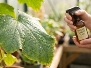 Mains utilisant un vaporisateur naturel sur une feuille de plante infestée de petites mouches blanches.