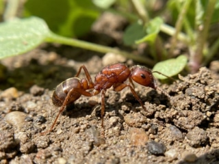 Une fourmi rousse de profil marchant sur un sol terreux avec des petites feuilles en arrière-plan.