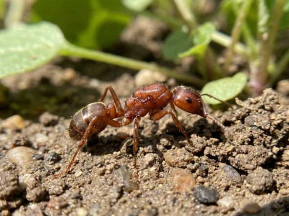 Une fourmi rousse de profil marchant sur un sol terreux avec des petites feuilles en arrière-plan.