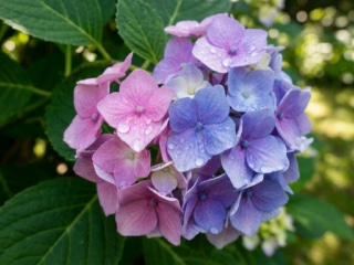 Gros plan sur une fleur d'hortensia aux pétales roses et bleus avec des gouttelettes de rosée au jardin.
