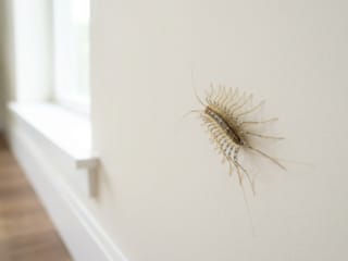 Une scutigère véloce, insecte aux nombreuses pattes, se déplace sur un mur blanc dans une maison.