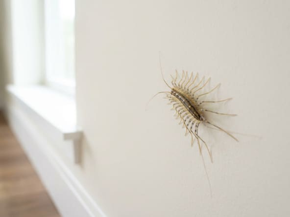 Une scutigère véloce, insecte aux nombreuses pattes, se déplace sur un mur blanc dans une maison.