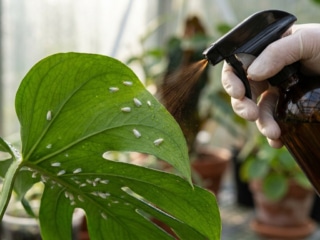 Main gantée pulvérisant un traitement naturel sur une feuille de monstera infestée de mouches blanches.
